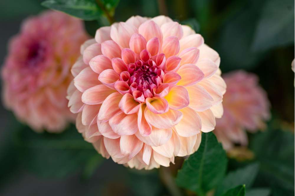 Dahlia 'Sebastian'